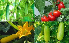 Tăng cường tiêu thụ rau quả mùa hè để bảo vệ sức khỏe