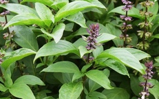 6 loại rau gia vị là 'kháng sinh tự nhiên' giúp diệt khuẩn, hạ acid uric hiệu quả