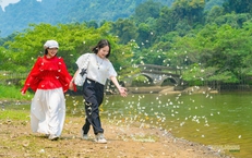 Mùa bướm ở Cúc Phương đến sớm, hút khách tham quan