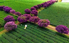 Mê mẩn sắc hoa mua tím biếc nở rộ trên đồi trà ở Lâm Đồng