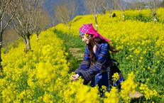 Sa Pa: 8/3 này, lên Fansipan 'săn' mây, ngắm hoa và xem show 'Đỉnh thiêng du ký'