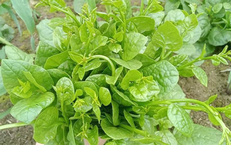 Giải nhiệt, nhuận tràng với rau mồng tơi