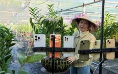 Trồng lan cảnh nghệ thuật cho lợi nhuận 2 tỷ đồng/năm