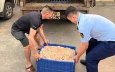 Phát hiện hơn nửa tấn lòng lợn bốc mùi hôi thối đang trên đường tiêu thụ