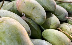 Tiểu thương bật mí cách chọn loại xoài đang ‘làm mưa làm gió’ thị trường Việt, vừa giòn vừa ngọt, quả nào cũng dày thịt, hạt mỏng dính