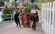 Cận cảnh cứu hộ 4 cá thể gấu quý hiếm về Vườn quốc gia Bạch Mã