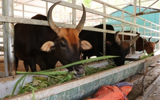 Đàn động vật quý hiếm lai ở Việt Nam được bồi dưỡng như thế nào để vượt qua nắng nóng?