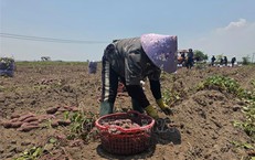 Cung vượt cầu, giá khoai lang tại Gia Lai giảm sâu