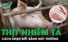 Cách nhận biết thịt nhiễm tả lợn châu Phi bằng mắt thường
