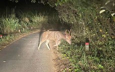 Giám đốc Vườn quốc gia chỉ ra những việc người dân cần làm khi gặp động, thực vật quý hiếm