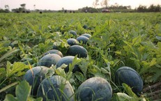 Giá dưa hấu xuống thấp, nông dân lao đao giữa vụ thu hoạch