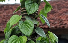 10 loại lá thảo dược hỗ trợ giảm cholesterol máu và bảo vệ động mạch