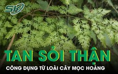 Loài cây mọc hoang giúp hỗ trợ tan sỏi thận được nhiều người tìm dùng 