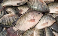 6 lợi ích sức khỏe hàng đầu của cá rô phi