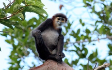 Ngắm các loài động, thực vật quý hiếm tại 2 Vườn Quốc gia ở Khánh Hoà