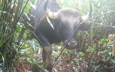 Loạt ảnh "chụp lén" động vật quý hiếm trong núi rừng Quảng Ngãi