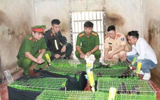 Ẩn mình trên mạng xã hội, đường dây buôn động vật quý hiếm vẫn "sa lưới"