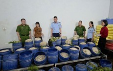 Quảng Ninh: Chủ tịch UBND xã, phường chịu trách nhiệm toàn diện về an toàn thực phẩm trên địa bàn