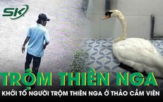 Khởi tố người đàn ông trộm thiên nga trắng trong Thảo Cầm Viên đi bán