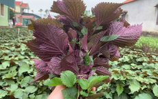 6 nhóm người không nên ăn lá tía tô