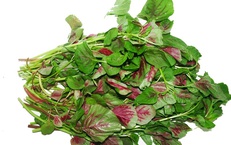 Rau dền – ‘kho’ canxi tự nhiên cho người trung niên và cao tuổi