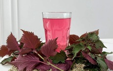 Bác sĩ chỉ ra những điều cần biết khi dùng nước lá tía tô