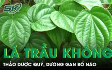 Lá trầu không thảo dược quý, dưỡng gan bổ não 