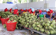 Giá dừa tươi vào mùa nắng nóng tăng gấp 3 lần
