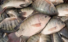 Cá rô phi có nhiều lợi ích sức khỏe nhưng vì sao chuyên gia khuyên nên ăn đúng cách?