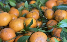 Quýt sim cuối vụ ngọt lịm, vỏ mỏng dính, giá rẻ, tiểu thương nhập hàng liên tục bán không nghỉ tay