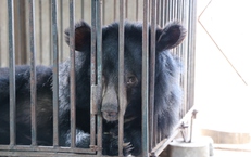 Giải cứu 2 cá thể gấu bị nuôi nhốt nhiều năm về 'nhà mới' ở Bạch Mã