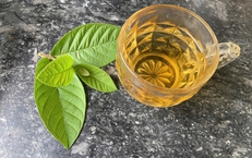 Uống nước lá ổi có tác dụng gì?