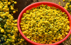 10 món cháo thuốc phòng và trị bệnh trong mùa hè