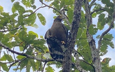 Hình ảnh ấn tượng về động vật quý hiếm khi được thả về rừng