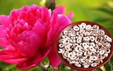 Mẫu đơn bì, vị thuốc điều hòa kinh nguyệt, giảm đau bụng kinh