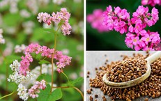 Bí mật sức khỏe trong một tách trà