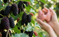 4 lý do người bệnh tuyến giáp nên ăn quả dâu tằm