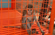 Phú Thọ: Khỉ vàng quý hiếm bị nhốt trong nhà dân nhiều năm