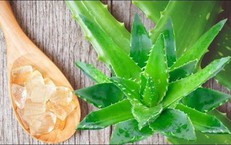 Nha đam có tác dụng gì?