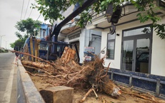 Nguyên nhân hàng chục cây xanh ở Huế bị cưa hạ giữa mùa nắng nóng