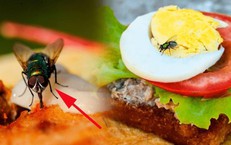 Cơ sở kinh doanh thực phẩm có ruồi, gián... có thể bị phạt đến 6 triệu đồng
