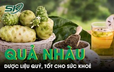 Quả nhàu mọc dại bị chê hôi lại là dược liệu quý, tốt cho sức khoẻ 
