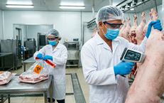 Rủi ro nghề nghiệp và hệ lụy sức khỏe từ hàng trăm tấn thịt lợn bệnh