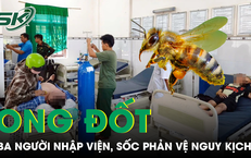 Cấp cứu thành công 3 trường hợp sốc phản vệ nguy kịch do bị ong đốt 