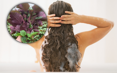 Rụng tóc nhiều, tham khảo một loại lá sẵn có là bí quyết kích thích mọc tóc con