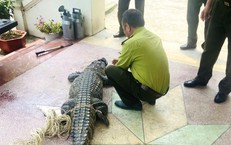 Nam thanh niên bất ngờ phát hiện cá sấu nặng 50kg bị lạc dưới kênh mương nội đồng