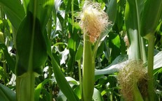 7 bài thuốc từ râu ngô cho người tăng huyết áp