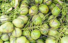 Uống nước dừa mỗi ngày huyết áp thay đổi như thế nào?