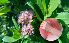 Tác dụng chữa đau nhức xương khớp của cúc tần