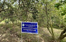 Dược liệu Việt Nam: Lợi thế vàng và cơ hội bứt phá trong kỷ nguyên công nghệ